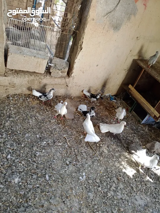 مطبعات سود وهنديات