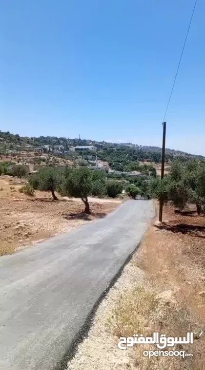 فرس البيع الجادين فقط