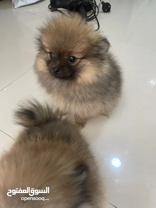 pomeranian female 2 months كلب بومنارين انثى شهرين