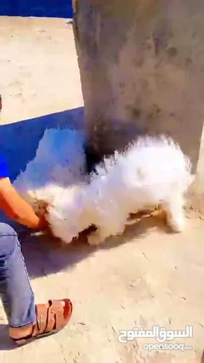 كلاب مالتيز