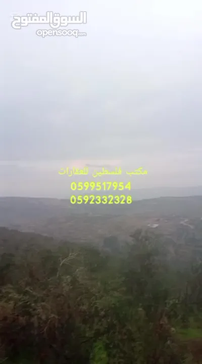 ارض مزروعة زيتون مرتبة في اجمل اراضي عصيرة الشمالية حوض واد صياد إطلالة رائعة ارض مربعة بسعر مرتب ..