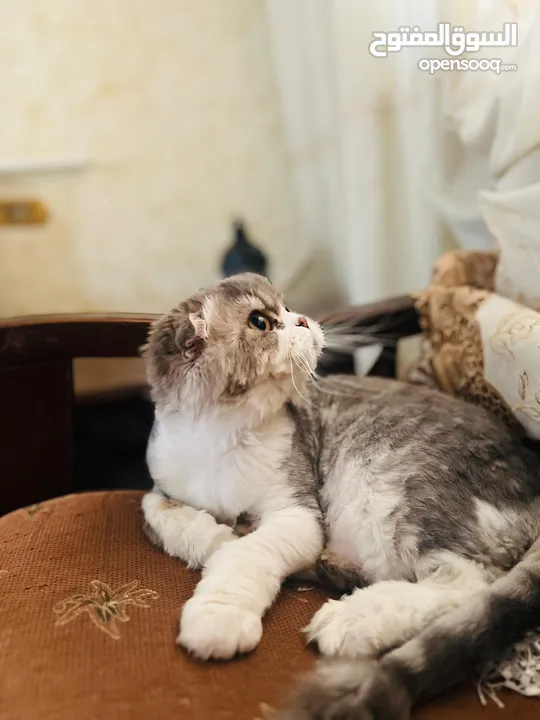 قط سكوتش دبل فولد لونغ هير
