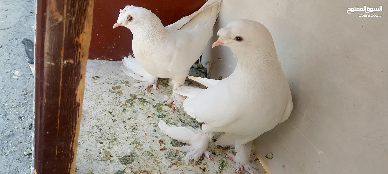حمام للبيع