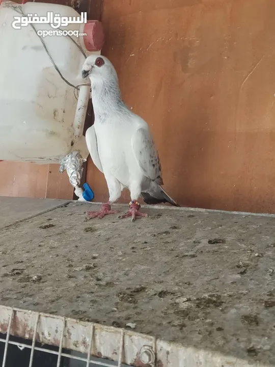 فحول وطواير للبيع