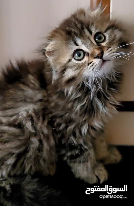 سكوتش فولد قطة انثى شهرين مدربة على اللتر بوكس