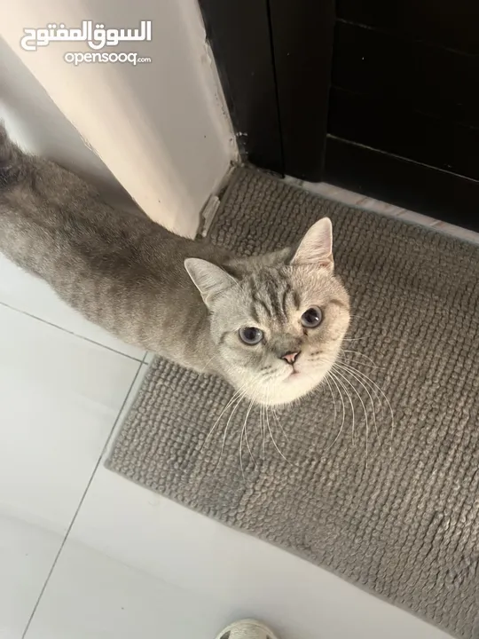 قطتان جميلتان تبحثان عن بيت دافئ  Two lovely cats looking for a loving home