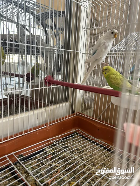 4 Birds ( Budgies) yellow and white