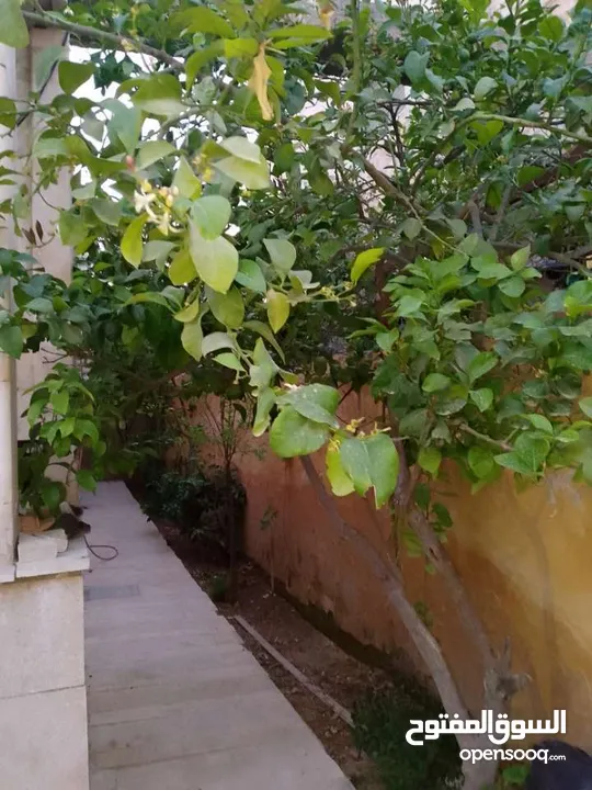 بيت للايجار