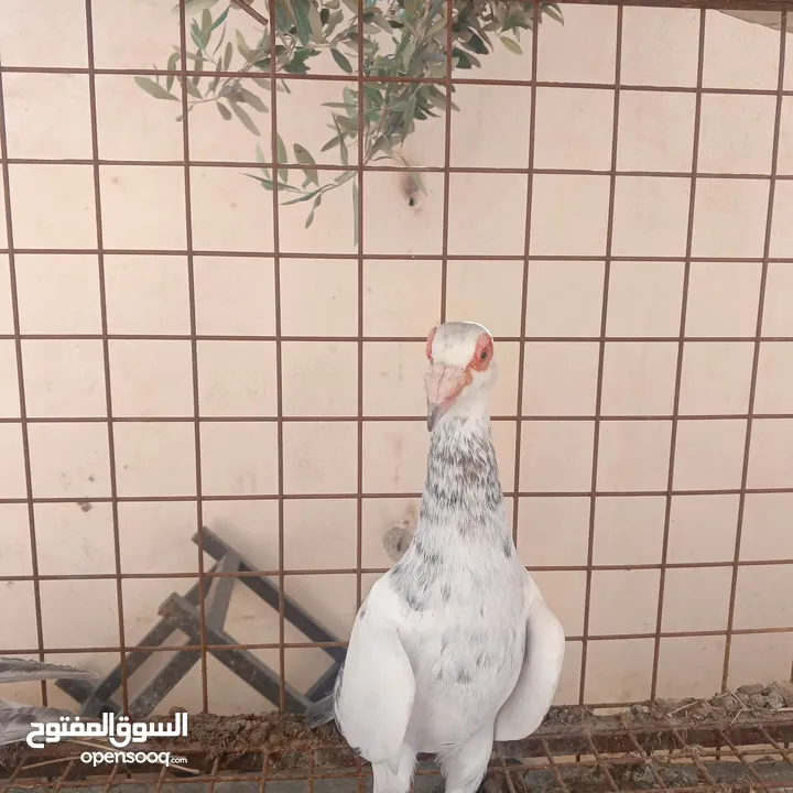 حمام للبيع عدد 3 فحول شغال مضمون  البيع للجميع مع بعض