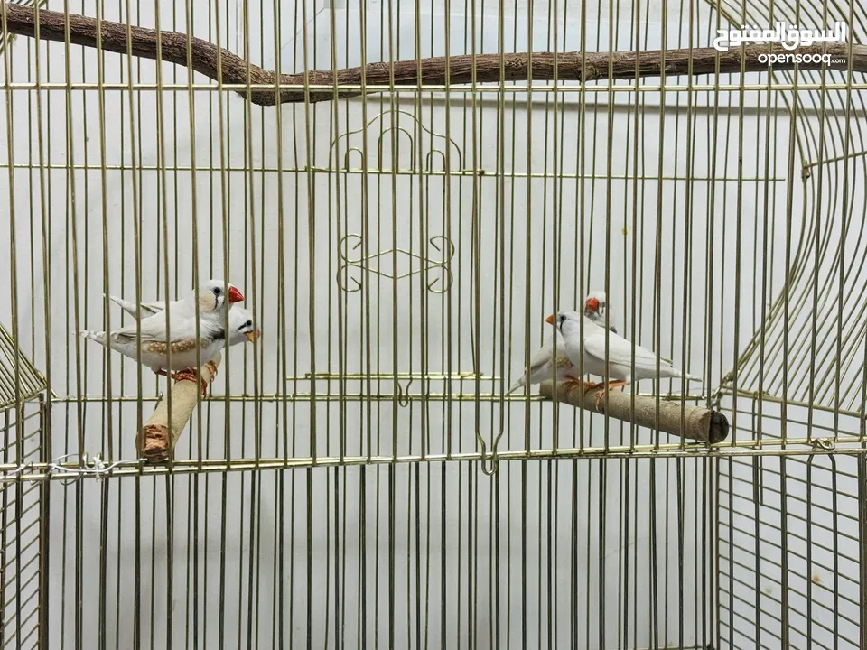 Finches Adult size 4 birds
