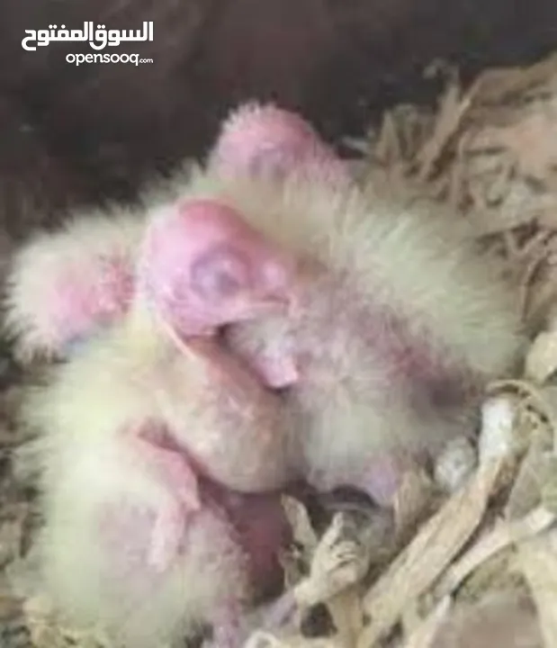 Cockateil chicks : small  and big chicks for hand taming