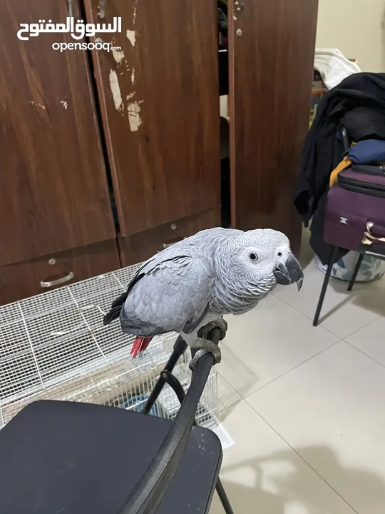 African Grey Parrot with cage