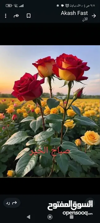 مطلوب جواز زواجل صفر أو مكاتيف