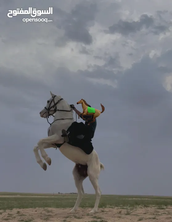 حصان عربي للبيع
