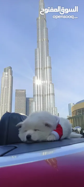 Japanese Spitz puppys