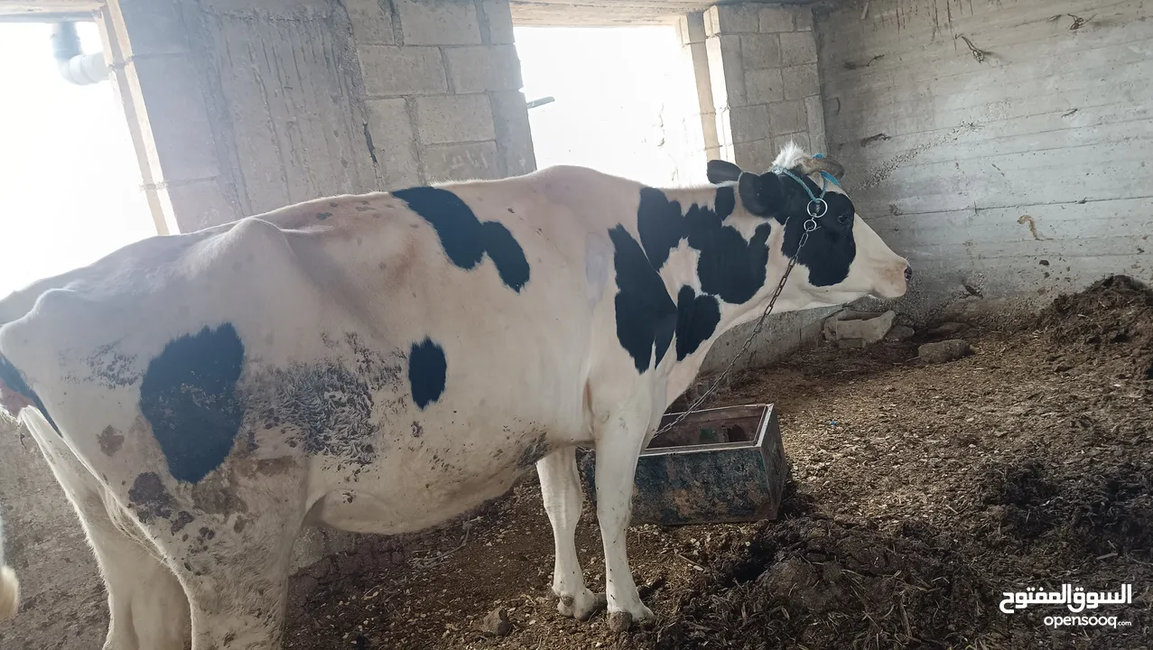 بقرة بطن ثالث للبيع