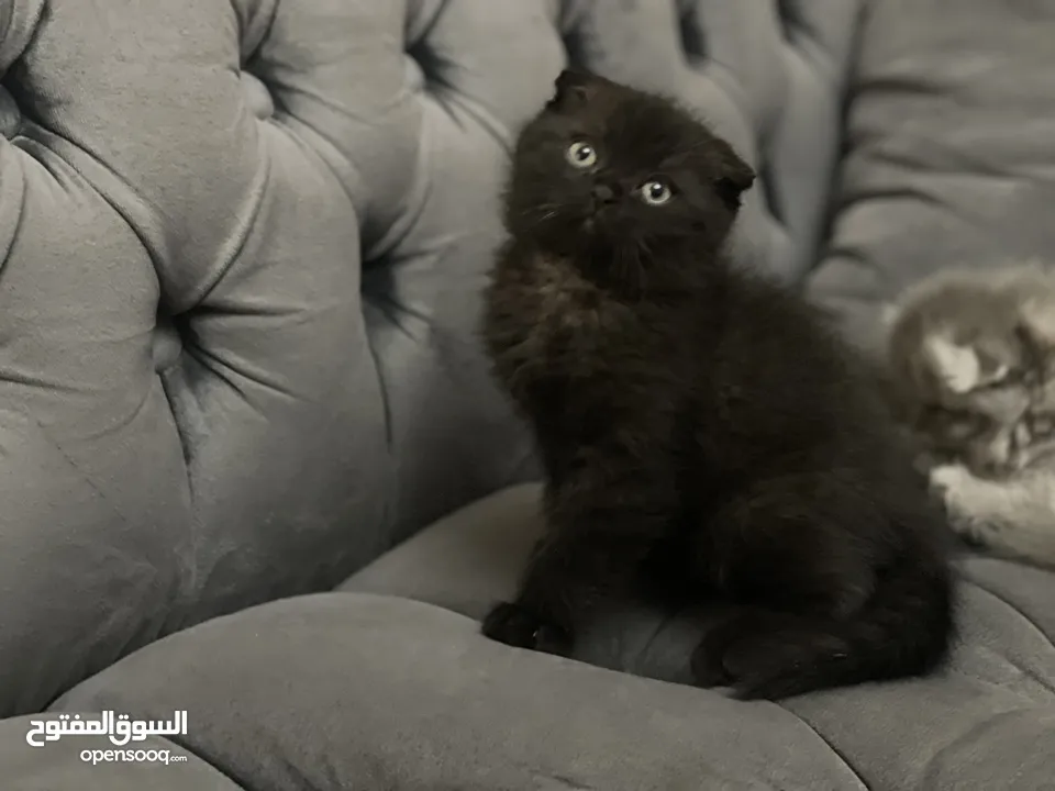 كتن سكوتش فولد و ستريت وام منتجه