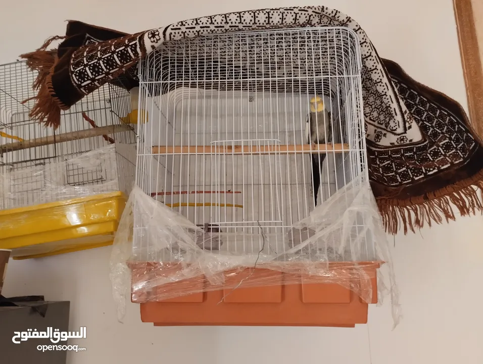 طائر كوكتيل أليف البيع لعدم التفرغ