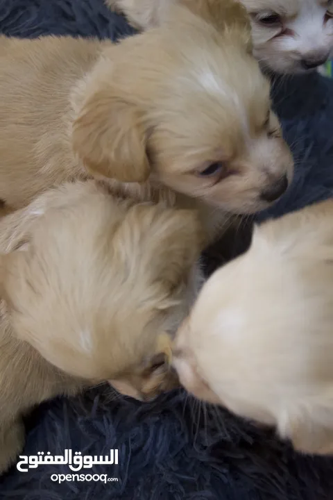 Mini golden retriever puppies available