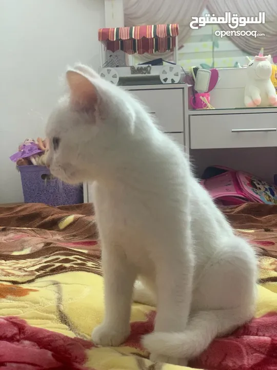 قطة بسة شانشيلا للبيع إقرا الوصف سعر نار