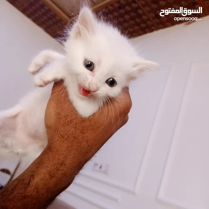 قطط اثني للبيع عمر شهر و 10 يام