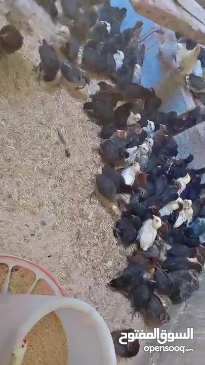فراخ بلدي للبيع