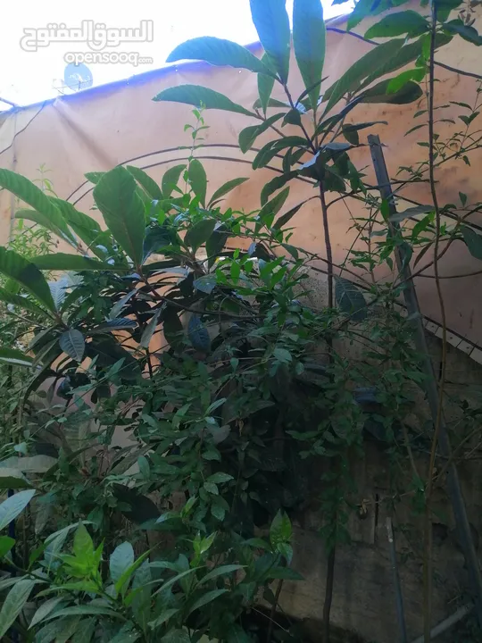 نباتات زينة