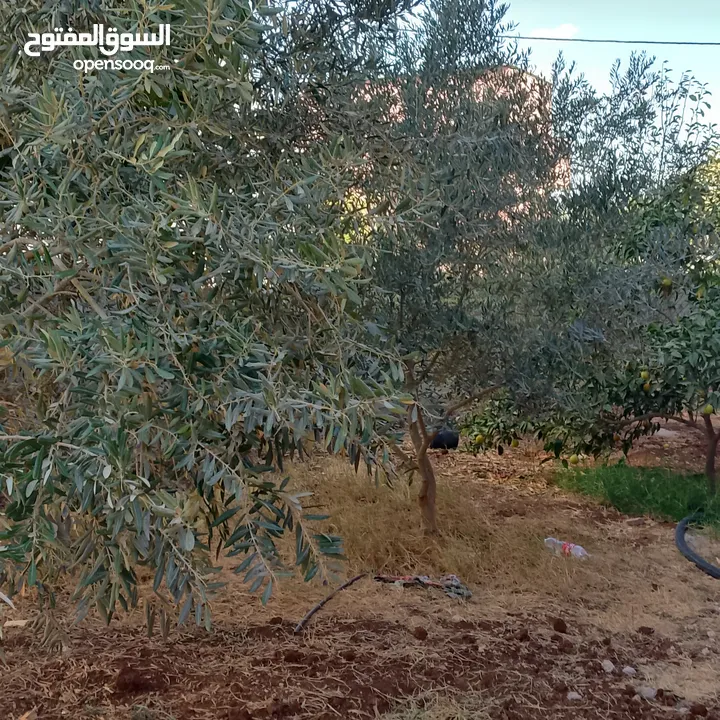 منزل للبيع