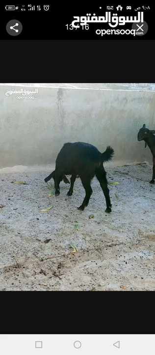 سخلتين شاميات