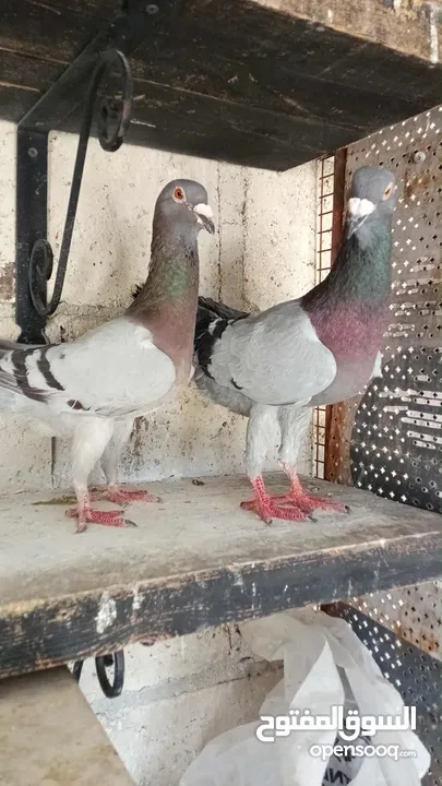 جواز حمام للبيع