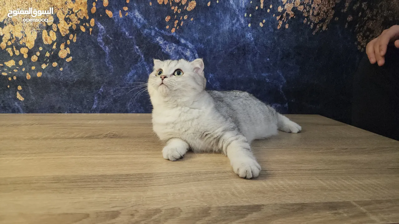 Scottish folds