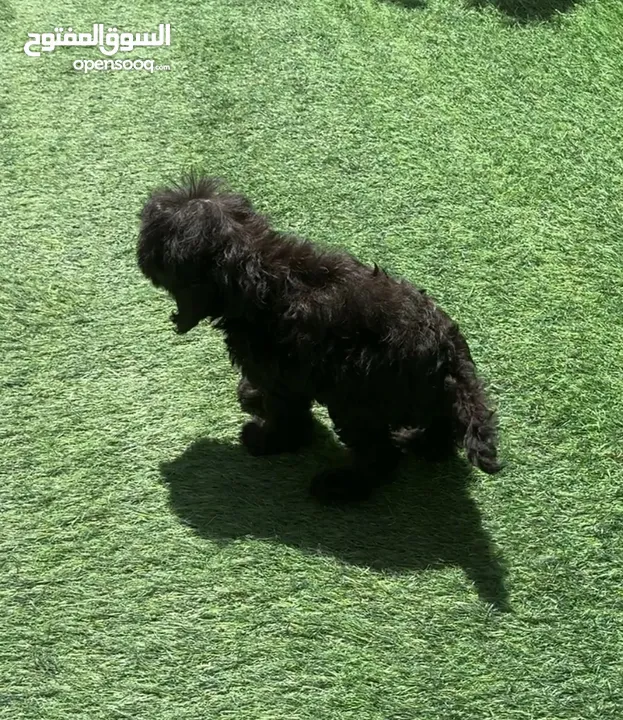 Maltipoo black and tan female puppy