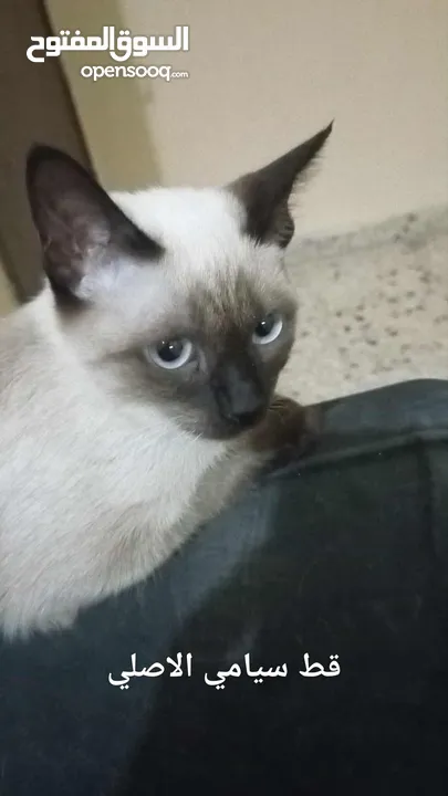 قط سيامي ذكي جداا عمره شهور