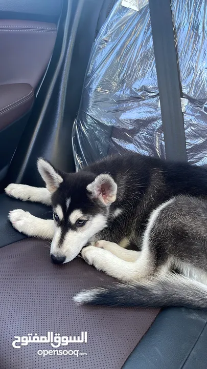 Husky puppy