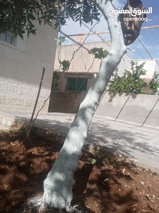 كافة الخدمات والأعمال الزراعية بأحدث الطرق العلمية