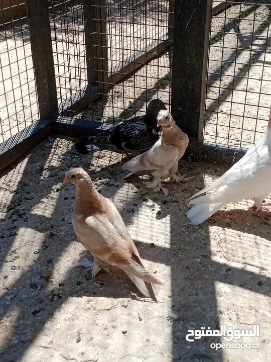 فراخ حمام البيع