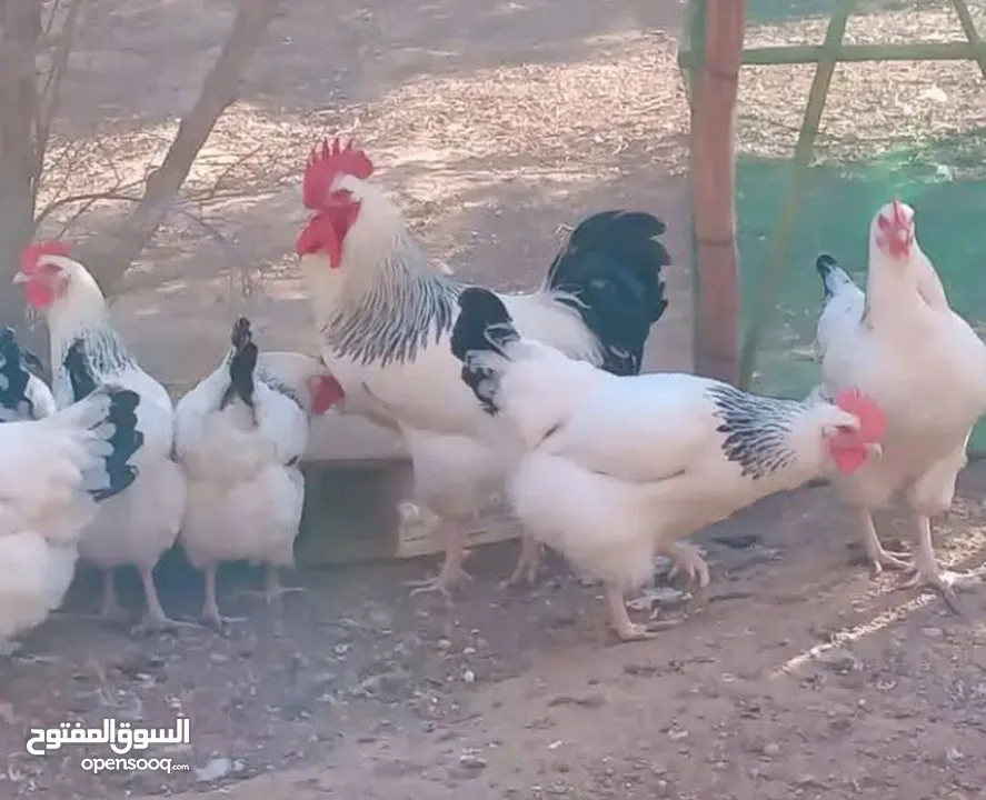 بيض مخصب وصيصان دجاج سلالات