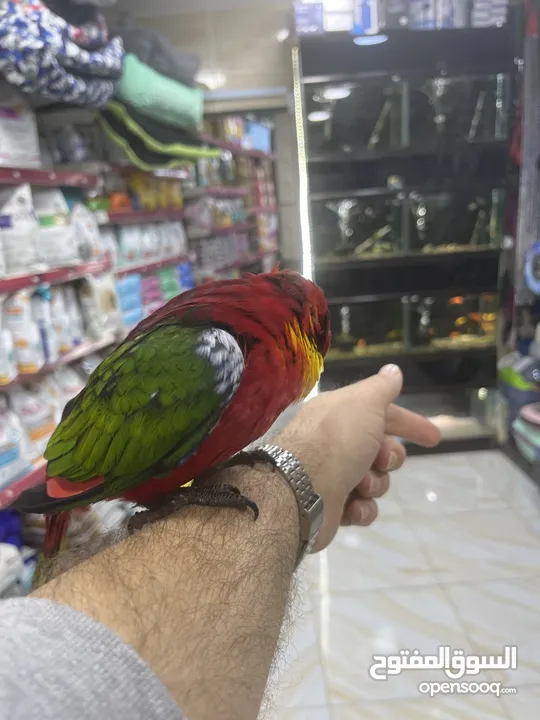 ببغاء اللوري رومانسي ولعوب راقص متكلم