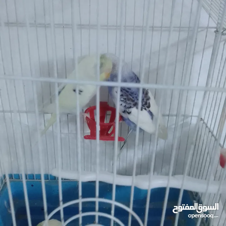 التواصل عبر واتس اب ببغاء كوكتيل  حجم كبير وعصافير حب مفتل و البينو وعادي عادي احجام كبيره