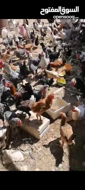 مزرعه للبيع....بيع مستعجل...ماشالله