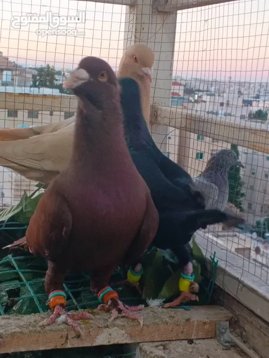 تشكيلة حمام مع جوز انجليزيات صفر نخب