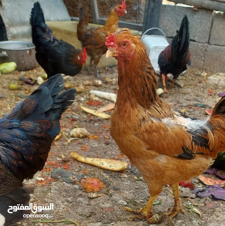 اربع جاجات بلدي