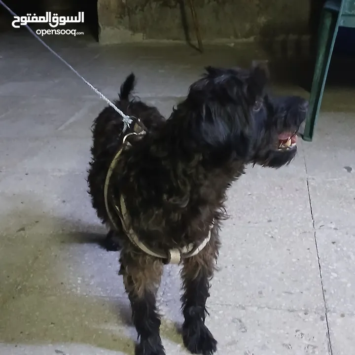 كلب بودل  100دينار