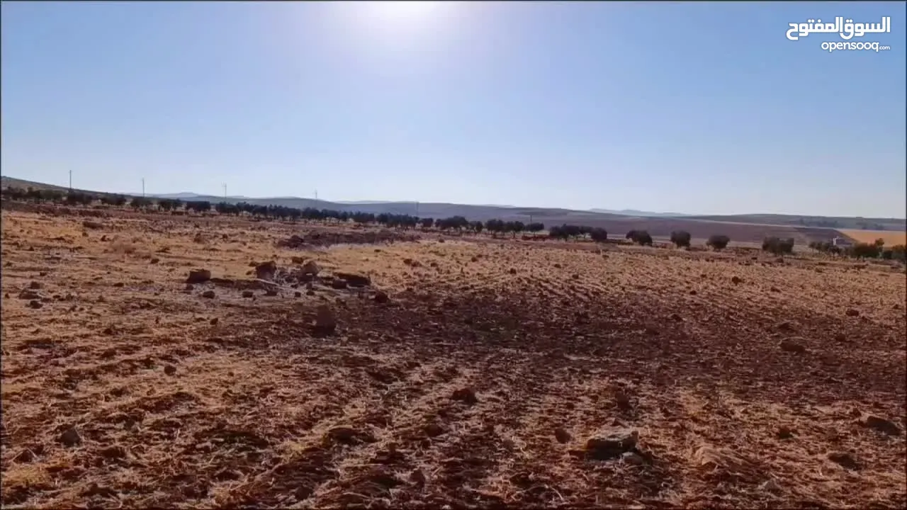 ارض استثمارية مميزة/ مزرعة تميرة للبيع بسعر مناسب جدا من المالك مباشرة/تم بيع قطعتين و باقي قطعتين