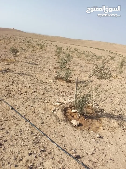 عشره دنمات للبيع