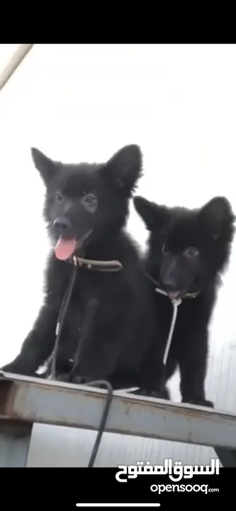 اثنين كلاب من نوع بلاك رويال جيرمن بعمر 77 يوم سبب البيع لايوجد لهم ماؤى بمنزلي