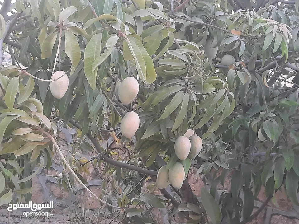 فيلا للبيع في كومبوند جمعية احمد عرابي الغرود الشرقية