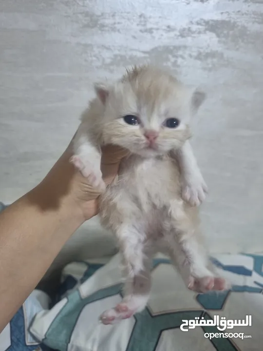 قطط  نوع شيرازي الايراني