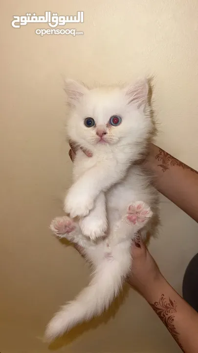 Mix shirazi kitten with different colored eyes .