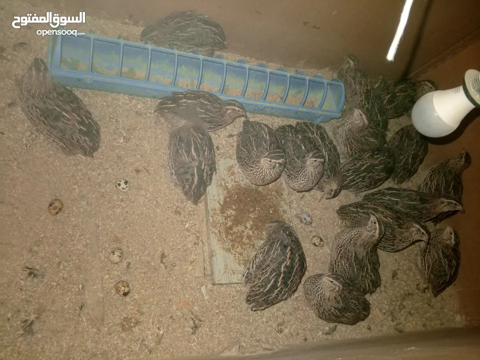 فرض طيور سمان